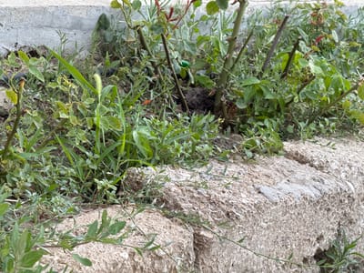 This image depicts a close-up, ground-level view of dense, green vegetation growing amongst rough, light-colored stone or concrete structures. The foliage is varied, featuring a mix of grasses, broad leaves, and thin, reedy stems. Some of the plants have small, pale green buds or flowers. In the background, large, irregular pieces of what appears to be a weathered stone wall or large building blocks are visible, with the texture of the material showing grit and embedded small stones or shells. The ground beneath the plants appears to be soil and debris. A thin, dark tube, possibly an irrigation hose, is partially visible amongst the greenery in the lower right section of the image. The overall impression is one of an overgrown, natural area bordering a man-made structure, possibly a garden or a neglected outdoor space. The lighting suggests it is daytime, with no strong shadows to indicate a specific time. No people, animals, or specific text are visible. The location context provided is Mastaga, Azerbaijan.