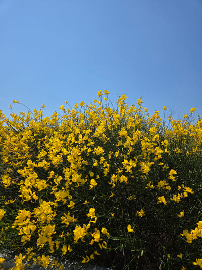 This image is a close-up, low-angle shot of a dense bush covered in bright yellow flowers, set against a clear, vibrant blue sky. The bush fills the majority of the frame from the bottom up to about two-thirds of the way to the top, with the sky occupying the remaining upper portion. The flowers are small and numerous, creating a textured, almost overwhelming display of yellow against the darker green foliage of the bush. The lighting suggests it is a sunny day, with bright illumination highlighting the flowers. The photograph was taken in Orizovo, Bulgaria. There are no people or animals visible in the image.