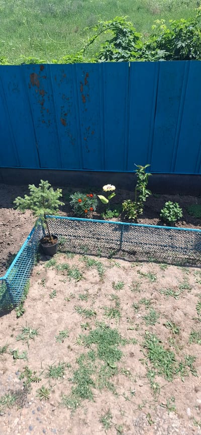 In Kabekhabl, Russia, a small evergreen tree in a black pot stands within a fenced-off garden area. Adjacent to the tree, a small bush with orange flowers blooms, and a decorative sunflower stake stands nearby. Further along, a taller plant with green leaves grows in the soil, and a bushy green plant is visible on the right. The garden is bordered by a blue mesh fence with a blue rope trim. Behind the garden, a rusty blue metal fence separates the area from overgrown green vegetation. The ground in the garden is mostly soil with sparse patches of grass and weeds.