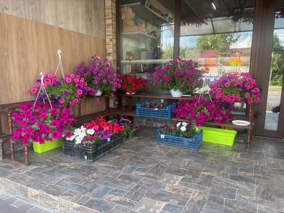 This media file depicts a vibrant display of flowers outside a shop, likely a florist or a market stall. The scene is set on a tiled outdoor patio, with a wooden-paneled wall and a shop window forming the backdrop.
The primary subjects are numerous pots and baskets overflowing with colorful petunias in shades of pink, purple, and red, along with some white and red flowers. The flowers are arranged on wooden shelves and crates, some hanging in white baskets suspended from above. A bright green planter box is also visible. Inside the shop window, shelves are lined with various items, including stuffed animals, plants in pots, and other merchandise.
There is no specific activity or event taking place, but the arrangement suggests a retail setting where flowers are being sold. The time of day appears to be daytime, with natural light illuminating the scene. The weather seems pleasant, likely sunny, given the brightness. The location is hinted at by the text on a neon sign visible through the shop window, which reads "Кава для душі" (Coffee for the soul) and another sign with "95€", suggesting a European context, specifically Ukraine given the location context provided.
Notable details include the textured grey and brown tiles on the patio, the wooden shelving units, and the reflective quality of the shop window, which shows a reflection of trees and a building. The overall impression is one of a welcoming and abundant floral display.