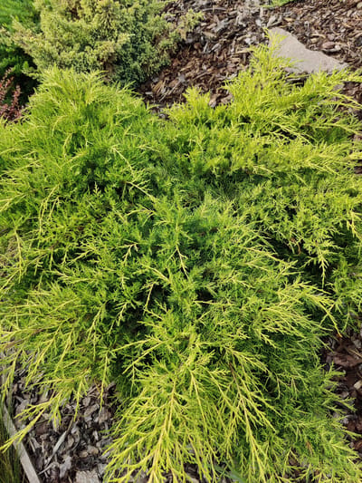 A close-up, top-down shot captures a sprawling, vibrant green juniper shrub. The shrub's feathery foliage, a mix of bright green and yellow hues, cascades across the frame, creating a dense and textured appearance. Interspersed within the greenery are hints of brown mulch and a light gray stone, suggesting the shrub is part of a landscaped garden or park. The lighting indicates it is daytime, with the sun casting gentle illumination on the leaves. The scene is peaceful and natural, with no people or discernible activity, focusing solely on the beauty of the plant and its surroundings. The image was taken in Jiřice, Czechia.