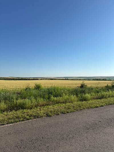 This is a vertical, eye-level, medium shot photograph of a rural landscape on a clear, sunny day. The image is divided into three horizontal bands. The top two-thirds of the image is dominated by a clear, pale blue sky, with no clouds visible. The middle band features a vast, golden field of ripe wheat stretching to the horizon. The field is mostly flat, with gentle undulations in the distance. A thin line of dark green trees forms a dark band along the far horizon, with lighter green fields and rolling hills visible beyond. The bottom third of the image shows a narrow, grey asphalt road running diagonally from the bottom right corner towards the center. Along the left edge of the road is a strip of overgrown, vibrant green grass and various weeds. Some small, scattered bushes are visible within the grass strip. The scene appears to be located in or near Novoukrainka, Ukraine, given the typical rural landscape of the region. There are no people or animals present in the image, and no specific actions are depicted. The environment is natural and serene, with a focus on agricultural land and open sky.