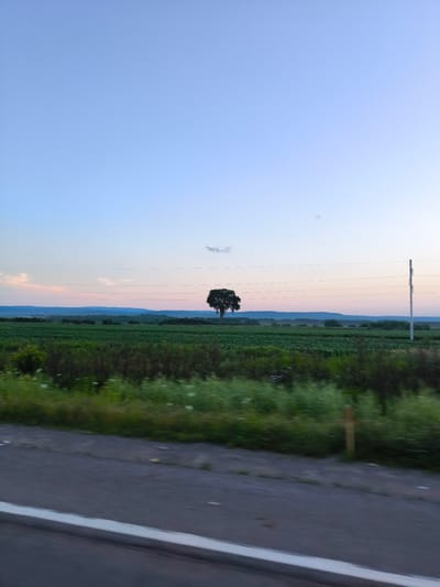 The image depicts a rural landscape, likely taken from a moving vehicle, given the motion blur in the foreground. The sky is a gradient of soft blues and pinks, indicating dusk or dawn. A vast green field, possibly agricultural, stretches across the middle ground, with a solitary tree standing prominently in the center of the frame. In the distance, a range of hills or mountains forms the horizon, with a subtle haze suggesting distance. Power lines are visible crisscrossing the scene, supported by utility poles, one of which is particularly distinct on the right side of the image. The foreground shows a portion of a road or pathway, with a white line marking its edge, also exhibiting motion blur. The environment appears tranquil and undeveloped, characteristic of a rural area. There are no people or specific structures that would definitively place the image in Saint-Philippe-d'Argenteuil, Canada, beyond the provided context.