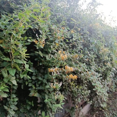 A dense wall of green foliage, possibly honeysuckle, is the primary subject of this outdoor image. The plant exhibits a profusion of leaves and delicate, tubular flowers in shades of pale yellow and white, some of which are still in bud. The overall impression is one of lush, overgrown vegetation. The background is a soft blur of more greenery and a bright, washed-out sky, suggesting an overcast or hazy day. The lower right portion of the image reveals a hint of a grey, textured surface, possibly a wall or ground, with a faint metallic grate-like structure visible beneath the foliage, indicating urban or semi-urban surroundings. No people or animals are visible in the frame. The image appears to have been taken at a medium distance, focusing on the textured details of the plant life.
