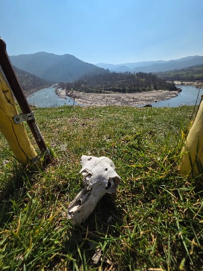 The image depicts an outdoor landscape in Madzharovo, Bulgaria. In the immediate foreground, a weathered, light-colored animal skull, likely from a medium-sized mammal, rests on green and brown grass, positioned slightly left of center. The skull exhibits visible eye sockets and nasal openings. To the left, a segment of a dark brown pole with a metal bracket and yellow fabric strapping is visible. A similar yellow fabric structure appears on the far right. The midground features a wide, light blue river, consistent with the Arda River, flowing from left to right. A large sand or gravel bar with sparse, mostly bare vegetation occupies the river's center. Beyond the river, rolling hills and mountains, covered with trees, some appearing deciduous or bare, extend into the distance. The background consists of multiple layers of blue-grey mountains under a clear, bright blue sky. The scene is illuminated by natural sunlight, casting shadows. No human subjects or actions are present.
