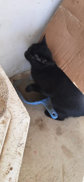 An outdoor, eye-level shot captures a black cat resting or sleeping next to a cardboard box. The cat, predominantly black with some lighter fur visible around its face and chin, is positioned on a light-colored, somewhat grimy concrete or tiled surface. Its head is lowered, and its eyes appear closed or nearly closed, suggesting it is in a relaxed state.
To the right of the cat's body, a bright blue, dirty plastic object, resembling a dustpan or a part of a cleaning tool, is visible, partially tucked under the cat's midsection. In the upper left quadrant, a large section of a brown cardboard box, creased and slightly worn, serves as a backdrop or possibly a makeshift shelter for the cat.
The foreground features a light-colored, rough, and dirty concrete or stone structure, possibly part of a wall or a planter, with visible cracks and dirt accumulation. The overall setting appears to be an outdoor or semi-sheltered area, such as a yard, alley, or utility space, characterized by utilitarian surfaces and a somewhat unkempt appearance. The lighting suggests it is daytime, with no strong direct sunlight immediately evident on the cat. There is no visible text in the image.