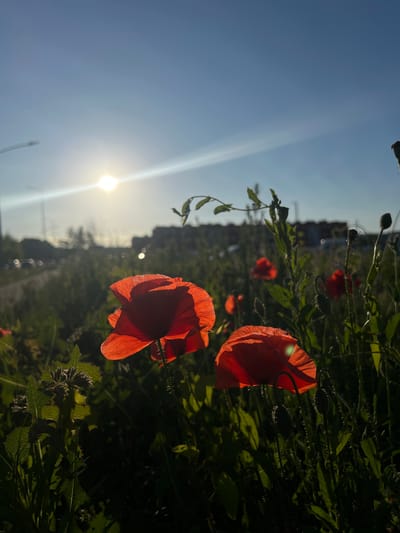 The image captures a vibrant scene of red poppies in bloom, bathed in the warm glow of the setting sun. The camera is positioned low, looking up at the flowers and the bright sky. Two large poppies, their petals translucent with light, dominate the foreground, their delicate textures and rich red hues emphasized by the backlight. Surrounding them are numerous green leaves and stems, some adorned with prickly hairs, typical of poppy plants. In the background, a blurred landscape unfolds, hinting at a rural or semi-urban setting with hints of buildings and a road or path. The sun is low in the sky, casting long shadows and creating lens flares that streak across the image, indicating it is either sunrise or sunset. The sky transitions from a clear, bright blue near the horizon to a lighter, almost white hue closer to the sun. The overall mood is one of natural beauty and tranquility, with the poppies appearing as cheerful beacons against the darkening foliage. The image is oriented vertically, suggesting it may have been taken on a phone camera. No visible text is present. The location context is Rotmanka, Poland.