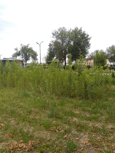 The media file depicts an outdoor scene in a park-like setting. In the foreground, there is a dense growth of small, leafy green trees or bushes, with dry leaves scattered on the ground. Behind this vegetation, there are larger trees with full canopies. In the middle ground, several structures are visible, including what appears to be a dark-colored, pitched-roof building or shelter on the left, and a lighter-colored building with windows in the distance. A lamppost is prominent in the center of the image. Further in the background, there are more trees and some fencing. The sky is overcast, suggesting a cloudy day. The scene appears to be set during daylight hours. There is no activity or people visible in the image. The overall impression is of a somewhat unkempt but natural outdoor area. The visible text on a sign behind the green bushes is "WATER". The location context is Shirin, Uzbekistan.