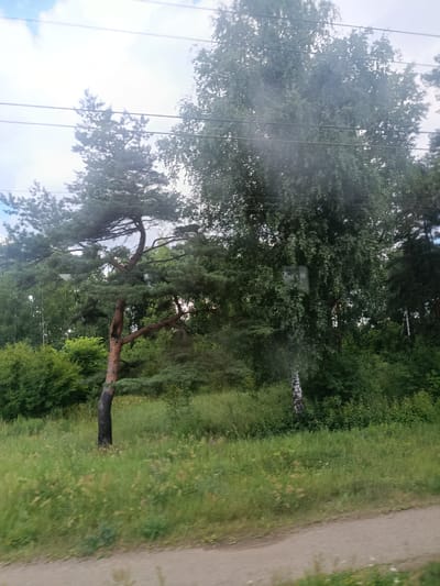 A medium shot captures a view of a grassy area with trees and a dirt path, likely in Kupavna, Russia. In the foreground, a dirt path runs diagonally from the bottom right to the center left. The path is bordered by tall, green grass, interspersed with small wildflowers. To the left of the path, a large, dark-trunked pine tree stands prominently, its branches extending outward and downward. Behind the pine tree, a dense forest of green trees fills the background. A tall, slender birch tree with a white trunk is visible in the midground, to the right of the pine. Overhead, power lines are strung across the frame, obscuring parts of the sky, which is a pale blue with white clouds. The overall impression is of a natural landscape with hints of human infrastructure. There are no people visible in the image.