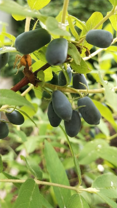 This close-up, eye-level shot features a branch of a honeysuckle bush laden with ripe, dark blue berries. The berries are oval-shaped and have a matte finish, some clustered together, others hanging individually. They are the primary subject, set against a backdrop of lush green leaves and stems. The leaves are a vibrant green, some with visible veins, and a few have small droplets of water on them, suggesting recent rain or dew. The lighting is soft and diffused, indicating it might be overcast or a shady spot, with no harsh shadows. The overall mood is natural and serene, highlighting the bounty of the plant. The background is softly blurred, composed of more greenery and hints of brown earth, which helps the berries and leaves stand out. There is no visible text, people, or animals. The context of Leninskoye, Russia, suggests a temperate climate where such berries would be found during their growing season.