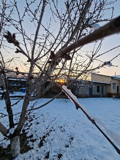 The image depicts a winter scene in Beshtam, Uzbekistan, at either sunrise or sunset. The foreground is dominated by the bare, intricate branches of a deciduous tree, some bearing visible buds. Patches of white snow and ice adhere to several branches. The ground beneath the tree and extending into the midground is covered in a layer of textured white snow, with darker areas of exposed earth or vegetation visible intermittently. In the background, under a pale sky transitioning from light blue to a warm orange-yellow near the horizon, a single-story structure with light-colored walls and multiple windows and doors is visible. To the far left, partially obscured by a tree, another structure and a blue cylindrical object, possibly a barrel, can be discerned. The low sun is visible as a bright point of light centered between tree branches on the horizon, casting a soft, golden glow across the snow and illuminating the edges of the branches. No people are present in the scene, which appears static and devoid of active human interaction.