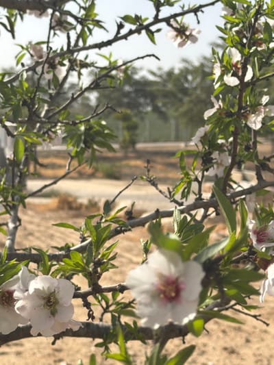 The image displays a close-up of an almond tree in bloom, situated in the Eshkol Regional Council, Israel. Branches adorned with numerous white and light pink blossoms, some revealing yellow and red stamens, are prominent in the foreground. Green leaves are interspersed among the flowers. A small, dark-colored insect is visible within a blossom on the far left. The midground consists of a blurred, dry, light brown landscape, indicative of cultivated or arid ground. The background features indistinct, blurred green foliage of distant trees or shrubs under a bright, clear sky, suggesting an agricultural setting. The scene is illuminated by natural daylight.