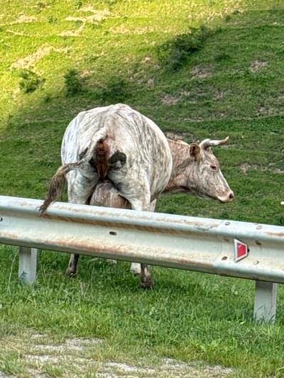 A cow is standing on a grassy verge beside a metal guardrail. The cow is facing right and its rear end is toward the camera. The cow has a light-colored coat with darker striping and appears to be partially obscured by a light-colored object in front of it. The guardrail is horizontal and appears to be weathered. The background is a sloping green hill. The location is identified as the city of Verkhnyaya Mara, Russia.