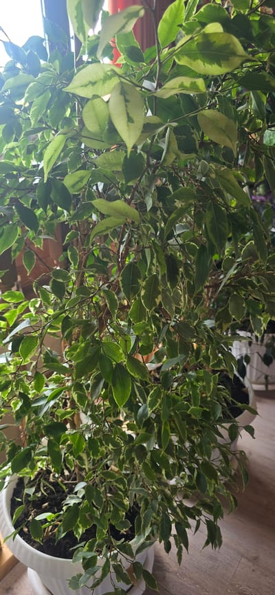 This is a close-up, indoor, eye-level shot of a variegated Ficus Benjamina plant in a white pot. The leaves of the plant are a mix of green and creamy white variegation. The plant is well-lit by natural light coming from the left, casting some shadows. The background is blurred, showing hints of a wooden floor and what appear to be other plants or furnishings. There are no people or animals visible in the image. The image does not contain any specific landmarks or details that would place it in Gostagayevskaya, Russia, or any other specific city.