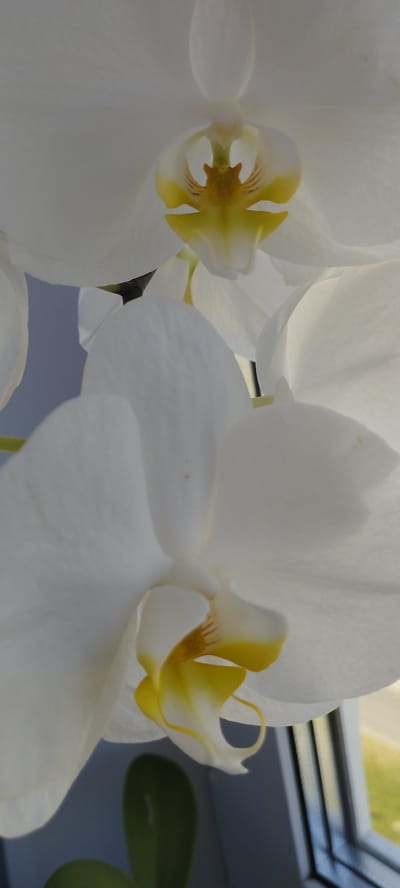 The image shows a close-up view of two white orchid flowers with yellow centers, arranged vertically. The flowers are detailed and appear to be blooming. The background is blurred, with a hint of a gray wall on the left and a window with vertical blinds on the right. There are also some green leaves visible at the bottom of the image. The lighting suggests an indoor setting. There is no discernible information about the location in the city of Skidzieĺ, Belarus, as the image only contains a still life of flowers.