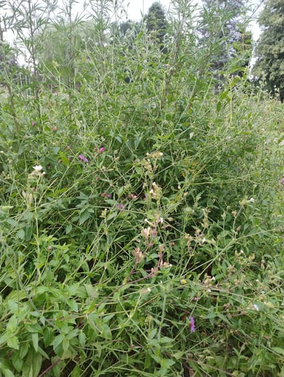 The image shows a dense patch of green foliage, predominantly made up of narrow leaves and slender stems. Scattered throughout the plant growth are small flowers of various colors, including white, light pink, and a few vibrant purple blooms. Some flower buds and seed pods are also visible. The overall impression is of a wild, untamed garden or natural area. The background suggests a temperate environment with trees and an overcast sky, characteristic of northern Germany. Without specific landmarks, it is impossible to pinpoint the exact location within Uetersen, Germany, but it is consistent with the vegetation found in parks or botanical gardens in the region. There are no people or animals present in the image, nor any man-made structures.