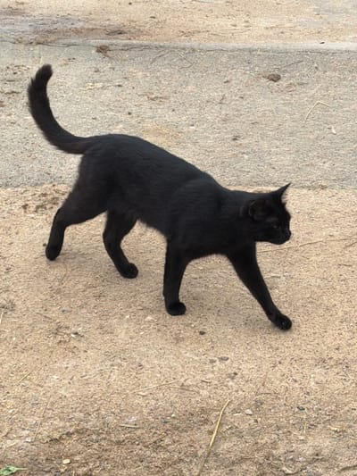 A black cat walks on a dirt and gravel surface. The cat is facing right and is in the process of moving its front right leg forward. The surface is uneven with small stones and some dry grass. The background is a continuation of the same surface, with a distinct line suggesting a change in material or elevation. The lighting indicates it is daytime. The scene is outdoors, likely in a semi-urban or rural area. The specific location in Vaskelovo, Russia, cannot be determined from the visual information provided, as there are no identifying landmarks or contextual clues.