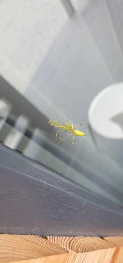 Two praying mantises are on a window pane, their bodies reflecting on the glass. One is positioned slightly higher and to the left of the other. The praying mantises are green and yellow, and appear to be interacting. The window overlooks a blurred outdoor scene with some grey and white elements, possibly indicating a building or sky. The bottom of the image shows a wooden surface, suggesting an interior view from a window. The image was taken in Lermontovo, Russia.