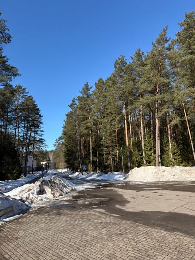 The image displays an outdoor scene in Ракаўскі сельскі Савет, Belarus, under a clear blue sky. The foreground features a paved area constructed from light-colored rectangular paver blocks arranged in a herringbone pattern, with the partial word "CEPTION" visible on a dark surface in the bottom-left corner. An asphalt road originates from the mid-ground, curving slightly to the right and receding uphill into the distance. Patches of melted snow and puddles are present on the asphalt surface. Dense evergreen pine forests border both sides of the road, with tall, straight trees comprising the majority of the forest canopy. Accumulations of snow are visible along the road's shoulders; a large, dirty pile of melting snow is on the left, and a substantial, cleaner snowbank lines the right side. A blue square sign with a white 'P', indicating parking, is located on the right side of the road. A second, partially obscured blue sign is visible further down the road on the left. Portions of light-colored buildings are discernible through the trees on the far left. No individuals or vehicles are present.