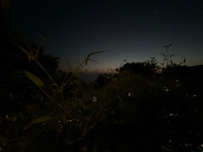 A low-angle, wide shot captures a dark, twilight scene in Karimunjawa, Indonesia, featuring silhouetted foliage and a deep blue, gradient sky. The foreground is dominated by dark, out-of-focus leaves and thin branches, some of which are illuminated by faint, scattered points of light, suggesting distant or artificial illumination. In the middle ground, a dense cluster of dark trees forms a shadowy, undulating horizon line. The sky above transitions from a deep, nearly black hue at the top of the frame to a lighter, dusky blue near the horizon. A single, bright star is visible in the upper right quadrant of the sky. The overall impression is one of a natural landscape at dusk or dawn, with the lights of a settlement possibly visible in the distance.