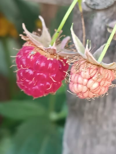 The media file shows a close-up of two raspberries on a stem. One raspberry is a deep red color and appears ripe. The other, slightly behind and to the right, is a lighter pinkish hue, suggesting it is not fully ripe. Both raspberries are composed of numerous drupelets, and delicate, wispy hairs are visible on their surfaces. The leaves of the raspberry plant, along with hints of greenery and a blurred yellow element in the background, suggest an outdoor, natural setting. The stem is green and appears healthy. The background is softly blurred, focusing attention on the raspberries. The lighting suggests it is daytime, possibly late afternoon given the soft, diffused light. The scene is peaceful and serene, evoking a sense of nature's bounty. There is no visible text in the image. The location context is Yasnohirka, Ukraine.