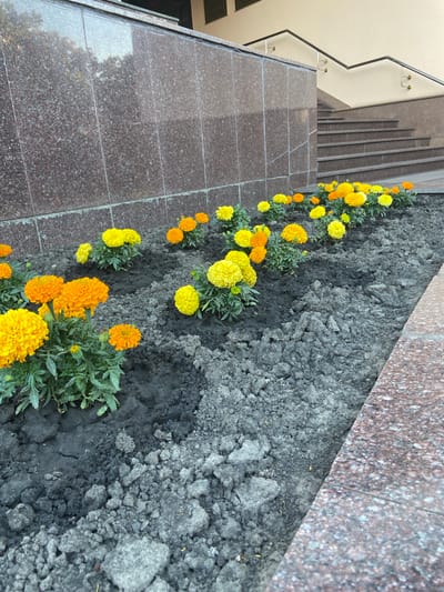 This is a ground-level, medium shot photograph of a flowerbed filled with bright yellow and orange marigolds. The flowers are in various stages of bloom, with some buds visible. They are planted in dark, rich soil which appears somewhat clumpy. Behind the flowerbed, a wall made of large, dark reddish-brown granite tiles is visible. To the right of the granite wall, a set of stone stairs with a black metal handrail ascends. The context of Nyzhni Mlyny, Ukraine, is noted, though the visual information within the image itself does not provide explicit locational markers.
