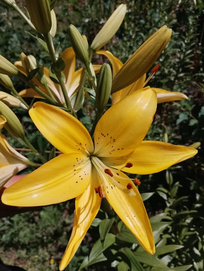 A close-up, eye-level, full shot captures a vibrant yellow lily in bloom. The lily, centrally positioned, exhibits six broad petals, each speckled with small, dark brown dots. The flower's stamen are a reddish-brown hue, tipped with pollen. Surrounding the main bloom are several unopened lily buds, their pale green exteriors hinting at future blossoms. Green stems and leaves form the background, with hints of darker foliage and what appears to be an outdoor setting, possibly a garden in Mykhnivtsi, Ukraine. The lighting is natural, suggesting daylight, and the focus is sharp on the lily.