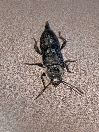This is a close-up, top-down photograph of a small, dark-colored insect lying on a textured, beige surface. The insect is elongated with a segmented body, visible legs, and long antennae. It appears to have a somewhat rough or fuzzy texture on its thorax and head, while its abdomen is smoother and shiny. One antenna curves upwards and to the right, while the other extends forward and slightly downwards. Several legs are visible, some splayed out to the sides. The insect is positioned diagonally across the frame, with its head facing towards the right. The background is a uniform, speckled beige, suggesting a man-made surface like a wall or countertop. No specific time of day, weather, location cues, emotions, or visible text are discernible from the image. The subject is the insect itself, with the background serving as a neutral surface.