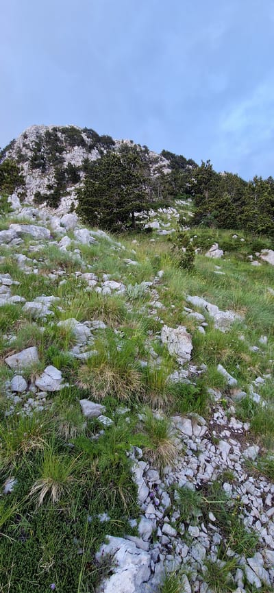 A mountain slope in Ubla, Bosnia and Herzegovina, is depicted under a cloudy sky. The terrain is rocky and covered with sparse vegetation, primarily grass and small evergreen trees. The foreground shows a dense cluster of green ground cover, interspersed with rocks and tufts of grass. A few small purple flowers are visible among the rocks. The middle ground transitions to a steeper incline with larger rocks, patches of grass, and more scattered evergreen trees. In the background, the rocky peak of the mountain is visible, dotted with more evergreen trees. The lighting suggests it is either early morning or late evening.