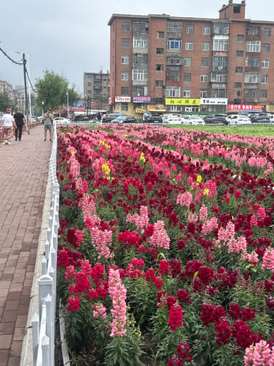 A full shot shows a street in the Xiangfang District of China, with a sidewalk on the left and a large flower bed in the foreground. Two people are walking on the sidewalk. The flower bed is filled with snapdragons of various shades of pink and red, with a few yellow blooms scattered throughout. Behind the flower bed, there is a street with parked cars and a brick building. The sky is overcast.