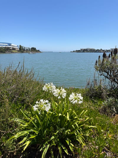 The image depicts a serene waterside scene under a clear blue sky, suggesting a bright, sunny day. The camera is oriented vertically, with the foreground dominated by lush green foliage and clusters of white Agapanthus flowers. These flowers, with their delicate, star-shaped petals, add a touch of elegance to the natural setting.
Beyond the vibrant plant life, a calm body of water stretches out, its surface rippling gently. Across the water, a distant shoreline is visible, lined with trees and buildings, including a modern white building with dark-paned windows. A few boats are scattered on the water, hinting at leisure activities or perhaps some form of water transport.
The overall impression is one of tranquility and natural beauty. The bright sunlight casts distinct shadows, indicating it is likely midday or early afternoon. The location, identified as South San Francisco, USA, adds context to the scene, suggesting a coastal or bay area environment. There are no people or animals explicitly visible in the frame, emphasizing the peaceful, natural focus of the image. The scene evokes a sense of calm and relaxation, inviting the viewer to appreciate the harmony between the cultivated flowers and the natural landscape.