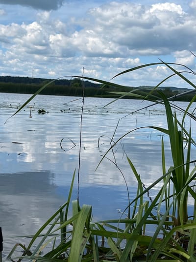 This is a vertical, eye-level, medium shot of a lake with reeds in the foreground and a distant treeline under a cloudy sky. The location is Нечкино, Russia. The water reflects the sky and clouds, creating a mirror-like surface broken by ripples. In the foreground, tall green reeds and grasses are partially obscuring the view of the lake. Some of these reeds are growing out of the water. In the middle ground, there are scattered water lily pads on the surface of the lake. The distant shore is lined with a dense growth of trees, with a single thin tower visible on the left side of the treeline. The sky is filled with dramatic, large, puffy white clouds interspersed with patches of blue sky. Two fishing rods are visible in the upper right portion of the image, resting over the water and partially obscured by the reeds, suggesting fishing activity.