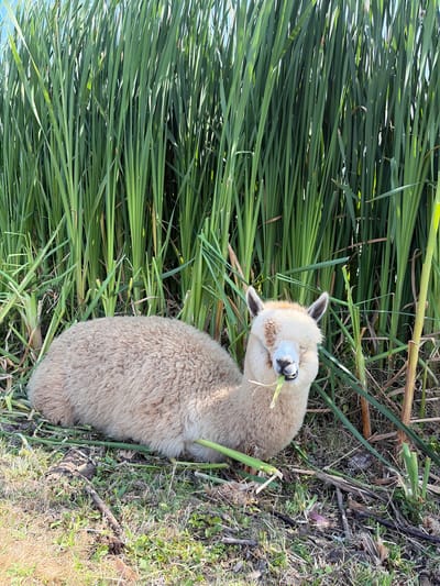 In Ivanyane, Bulgaria, a fluffy, light-colored alpaca lies on its side in the grass, facing the camera. The alpaca is chewing on a piece of green grass, with its eyes closed. It has brown markings on its face, around its eyes and ears. Behind the alpaca is a dense wall of tall, green reeds. The ground is covered in grass, dry leaves, and twigs. The lighting suggests it is daytime, with sunlight illuminating the scene.