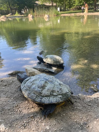 This image captures an outdoor scene at a pond or small lake in General Todorov, Bulgaria, on a clear, sunny day. In the immediate foreground, a large turtle, identifiable as a Red-eared slider due to the distinct red stripe behind its eye and yellow markings on its limbs, rests on a bank of light brown, pebbly dirt. Its carapace is textured and appears to have a dull greenish-grey coloration, possibly with dried mud or algae. The turtle's head is turned slightly to the left, observing the water.
Further back, partially submerged in the shallow, clear water near the bank, a second, smaller turtle rests on a light-colored rock. Only its dark head and part of its shell are clearly visible. The water immediately surrounding these turtles is shallow and transparent, revealing small rocks and the sandy bottom. Beyond this shallow area, the water deepens and appears a murky green, reflecting sunlight and trees.
On the far side of the pond, an adult female wearing a long, light-colored, possibly gold or champagne-hued dress, holds the hand of a small child dressed in a dark suit with a white shirt and bowtie. They stand on a dirt or sandy bank near the water's edge, their reflections visible in the pond. The background is dominated by lush green trees and foliage, with tall reeds visible closer to the water on the far bank. A small, white signpost is discernible amidst the reeds. Hints of structures or fencing are visible through the trees further in the distance to the left, and a shaded, possibly wooden, structure is visible on the far right through the trees. The overall environment suggests a natural or park-like setting.