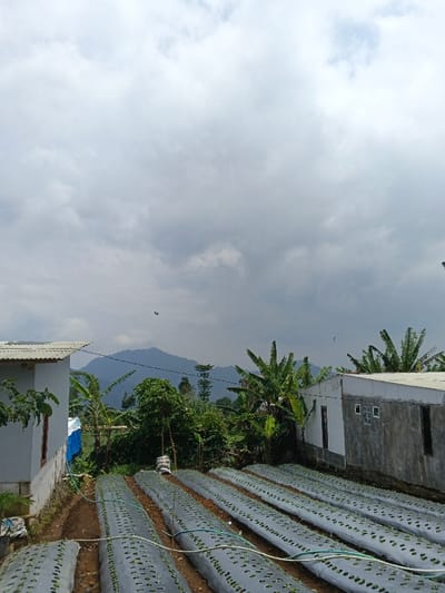 A cloudy sky looms over a rural landscape. In the foreground, rows of crops are covered in plastic sheeting, likely to retain moisture. The crops are bordered by lush green vegetation and small buildings. In the distance, a mountain range fades into the overcast sky. Scattered throughout the scene are several banana trees. Two birds fly in the sky.