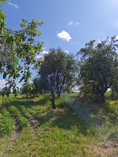 The image depicts an outdoor scene in a rural area, likely a garden or orchard, under a clear blue sky with scattered white clouds. In the foreground, on the left, is a branch of a leafy tree with small green fruits. The ground is covered with green grass and some tilled soil where small plants are growing in rows. In the middle ground, there is a dead tree trunk with a gnarled appearance. Further back, several mature, leafy trees are visible, with some appearing to bear fruit. The overall environment suggests a natural, possibly agricultural setting.