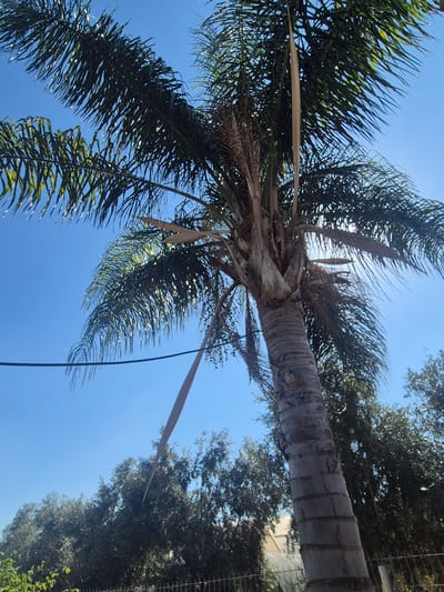 A low-angle, full-shot photograph captures a mature palm tree against a clear, bright blue sky. The palm tree's trunk is thick and textured, displaying horizontal ridging. Its fronds are dark green and extend outwards, with some fronds appearing dried and brown. A single dried frond hangs long and thin from the upper part of the tree. In the background, a line of dense, dark green trees is visible, with a blurred building peeking through them. A black cable is stretched across the lower left quadrant of the image. The scene suggests an outdoor environment, possibly a residential or park area within the Gilboa Regional Council, Israel, due to the presence of palm trees and Mediterranean vegetation. There are no people or animals present in the frame, and the overall impression is one of a tranquil, sunny day.