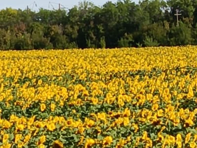 An outdoor, eye-level, medium-shot photograph shows a field of sunflowers extending into the distance, bordered by a line of trees. The sky is a pale, hazy blue. The sunflowers are densely packed, with bright yellow petals and dark centers. The green leaves and stems are visible between the flowers. The trees are a deep green, with some lighter green and brown foliage interspersed. In the background, a white cross-shaped structure, possibly a utility pole or part of a larger construction, is visible against the trees. The overall scene is one of natural abundance. The image appears to be taken in Chernyi Otrog, Russia, given the context provided.