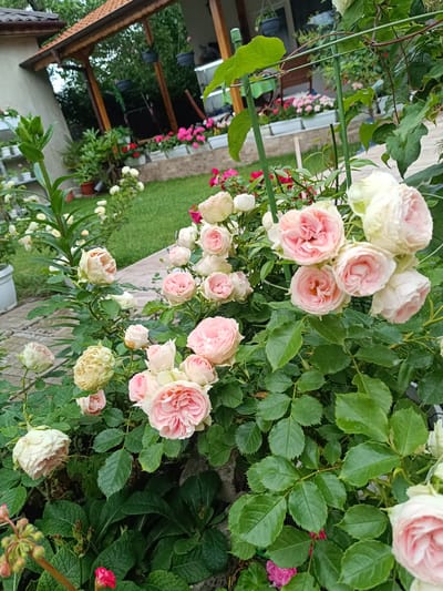 The image displays a lush and vibrant garden scene in Stroevo, Bulgaria, centered on a dense bush of blooming roses. In the immediate foreground, numerous roses showcase delicate petals in shades ranging from creamy white to soft pink, some fully unfurled while others remain as tight buds. Their foliage consists of dark green, serrated leaves. Surrounding the main rose bush are various other green plants, including one with tall, upright green buds (possibly a lily) to the left, and another with broader, textured leaves near the bottom. A paved stone border or path runs diagonally through the midground.

Beyond the flourishing flowers, a well-maintained green lawn stretches towards the background. A prominent wooden pergola or covered patio structure, featuring a reddish-brown tiled roof and sturdy wooden posts, occupies the rear of the garden. Beneath the pergola, white rectangular planters are filled with bright pink and red flowering plants, adding splashes of color. Several black hanging pots are suspended from the pergola's beams. The scene is illuminated by soft, diffused daylight, suggesting an overcast sky or shaded conditions, creating a tranquil and serene atmosphere. No people are visible, and there is no discernible text within the image.