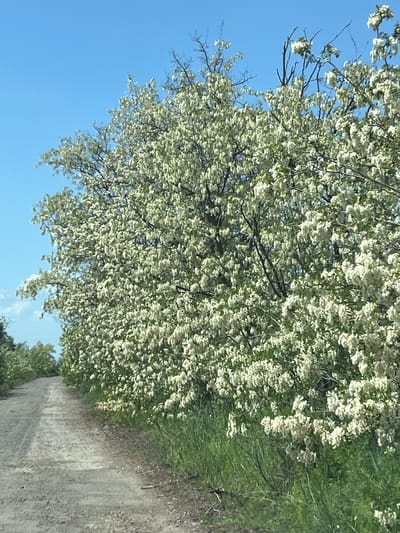 The image depicts a dirt road in Novoselivka, Ukraine, lined with trees in full white bloom. The sky is clear blue. Grass and vegetation are visible along the edge of the road. No people are visible.