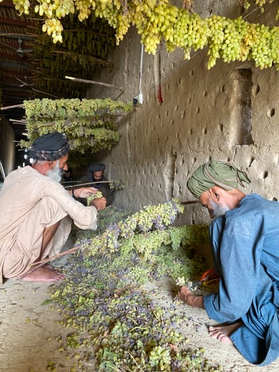 In Senjaray, Afghanistan, three men are working in a dimly lit, open-air structure with mud walls and a wooden roof. The structure is filled with bunches of grapes hanging from the ceiling and stacked on the ground. The grapes appear to be in various stages of drying, with some still green and plump, while others are shriveled and darker.
In the foreground, a man wearing a light-colored robe and a dark turban is crouching, examining a bunch of grapes in his hands. His white beard is visible. To his right, another man, wearing a blue robe and a green turban, is also crouching, using scissors to cut grapes from a bunch. In the background, a third man, also wearing a dark turban, is partially visible, appearing to be involved in the grape processing. The ground is covered with a mixture of grapes, vines, and dry leaves. The atmosphere suggests a traditional grape drying operation.