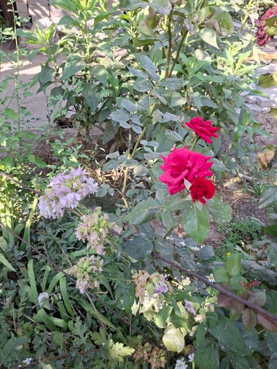 A cluster of light pink flowers is positioned in the mid-left of the frame, with several small green seed pods and some withered petals visible. To the right of these flowers, a large, bright red rose is in full bloom, showcasing its layered petals. Another smaller, dark red rose is located above and to the left of the larger one, slightly out of focus. The scene is filled with lush green foliage, typical of a garden environment. The ground beneath the plants is covered in soil and dry leaves, and a thick, dark brown branch runs horizontally across the lower portion of the image, partially obscuring some of the vegetation. In the background, a wall constructed of light-colored bricks can be seen. The lighting suggests it is daytime, with sunlight casting shadows and highlighting the textures of the leaves and flowers. The overall impression is of a natural, overgrown garden in Sangchashma, Tajikistan.