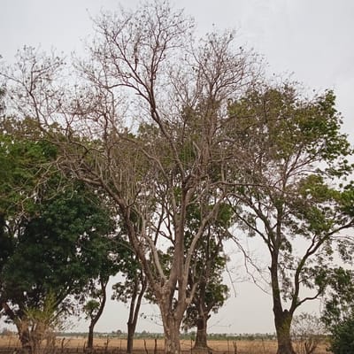 The image shows a view looking up into several trees, some with green leaves and some bare branches. The background consists of a drab, overcast sky, and some distant, dry vegetation. The trees appear to be located in or near a rural or semi-rural area. There is no evidence in the photograph to confirm this is the city of Bomo, Nigeria. No people, actions or interactions are depicted.