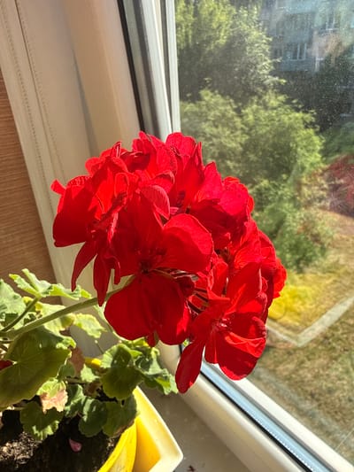 A close-up, eye-level shot captures a cluster of vibrant red geranium flowers in a yellow pot. The flowers are in focus, with their petals illuminated by bright sunlight. Behind the flowers, a window with sheer white curtains is visible on the left. Through the window, a blurry background shows green trees and a building, suggesting an outdoor or semi-outdoor setting. The scene appears to be in a residential area, likely a window sill or balcony. The overall impression is one of natural beauty and domesticity. It is not possible to determine the precise location within Rudamina, Lithuania from the image alone, but the presence of trees and a building indicates an urban or suburban environment.