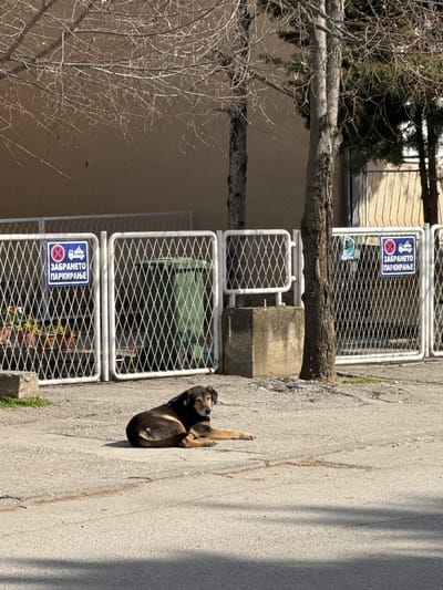 The image depicts an outdoor scene in Kumanovo, North Macedonia, under bright daylight conditions. A medium-sized, short-haired dog, predominantly black with tan markings on its face, chest, and legs, lies on a light gray concrete surface in the foreground. The dog is positioned with its body curled, its front paws extended forward, and its head turned slightly towards the viewer. A green identification tag is visible in its left ear.

Behind the dog, a white metal fence with a diamond-patterned mesh runs horizontally across the midground, marking a property boundary. Two identical blue rectangular signs are affixed to the fence, each displaying a red circle with a diagonal line through a parking symbol (car and truck), accompanied by the Cyrillic text "ЗАБРАНЕТО ПАРКИРАЊЕ," which translates to "Forbidden Parking." Behind the fence, several potted plants with colorful flowers are visible to the left, while a tall green cylindrical garbage bin is partially visible to the right. A small poster depicting a light-colored dog is also attached to the right section of the fence.

Bare-branched deciduous trees and some evergreen foliage are present behind the fence, partially obscuring a building with a light brown, textured facade. The sun illuminates the scene from the left, casting distinct shadows from the fence and a tree trunk onto the concrete ground. The concrete surface shows minor cracks and wear.