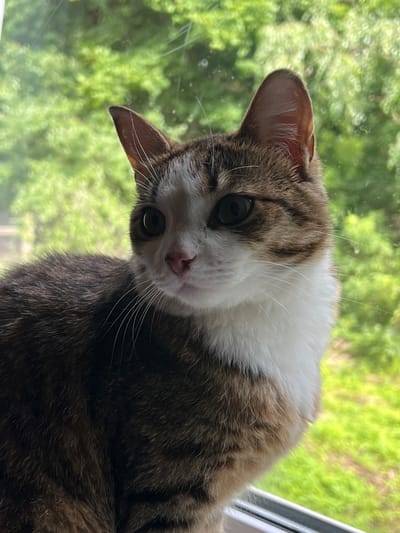 A tabby and white cat sits by a window, its fur a mix of brown, black, and white. The cat is facing to the left, with its eyes looking away from the camera. The background is a blurry green, suggesting foliage outside. The image appears to be taken from a medium close-up perspective, focusing on the cat's head and upper body. The environment is indoors, with the window acting as a barrier to the outdoors. There are no people or other animals present in the frame. The lighting suggests it is daytime, with natural light filtering in.