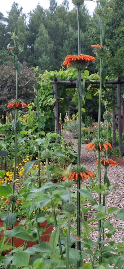This is a vertical, medium shot photograph of a garden scene. In the foreground, several tall, slender green stems of plants dominate the frame. Some of these stems bear clusters of spiky, green, bud-like structures, while others are adorned with striking, whorled arrangements of bright orange, tubular flowers. The flowers are clustered tightly together in a spherical shape, with individual petals extending outward. The stems are leafy, with broad, textured green leaves growing alternately along their length.

In the mid-ground, a gravel pathway winds through the garden, bordered by various plants. To the left of the path, a patch of bright yellow flowers is visible. Behind the pathway, a rustic wooden pergola draped with green vines creates a sense of depth. Further into the background, a dense, mixed forest of green trees rises, suggesting a natural setting. The sky is overcast, casting a soft, diffused light over the entire scene.

There are no people or animals present in the image. The overall impression is one of a lush, naturalistic garden, possibly a private backyard or a botanical garden, with a focus on the unique floral displays in the foreground. The specific location of Malda, Estonia, cannot be determined from the visual information in the image.