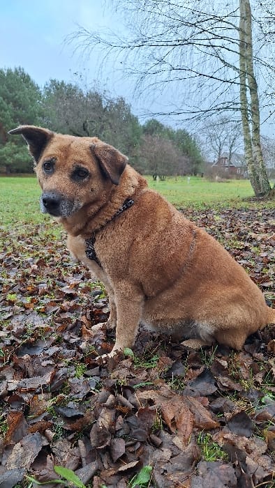 A medium-sized dog with short, light brown to reddish-brown fur, a darker muzzle, and dark eyes is seated on its haunches, looking directly forward. A black harness is visible around its chest and shoulders. The dog is situated on ground largely covered by a thick layer of dark, damp, fallen deciduous leaves, interspersed with sparse green grass blades. In the immediate background, a grassy field extends. To the left, a dense stand of dark green coniferous trees forms a natural boundary. Towards the right, several bare deciduous trees with thin branches are visible, including a prominent light-barked birch tree on the far right. In the distant mid-ground, a reddish-brown building with a grey roof is discernible among the bare trees. The sky is overcast and light grey. This scene is located in Petriškė, Lithuania.