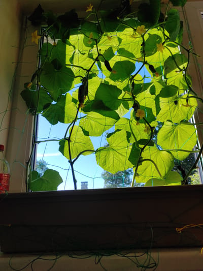 The image shows a close-up view of cucumber plants growing in a planter box on a windowsill, with the sky and trees visible through the window. The plants are supported by a green mesh net, and several small cucumbers and yellow flowers are visible among the large green leaves. The sunlight shines through the leaves, creating a backlit effect. A red plastic bottle with a white cap is partially visible on the left side of the planter. The background outside the window shows a blue sky with some clouds, and the tops of trees. The planter box itself is dark brown and sits on a light-colored surface. Green strings are tangled around the front of the planter. The scene appears to be indoors, looking out a window in Jablonec nad Nisou, Czechia.
