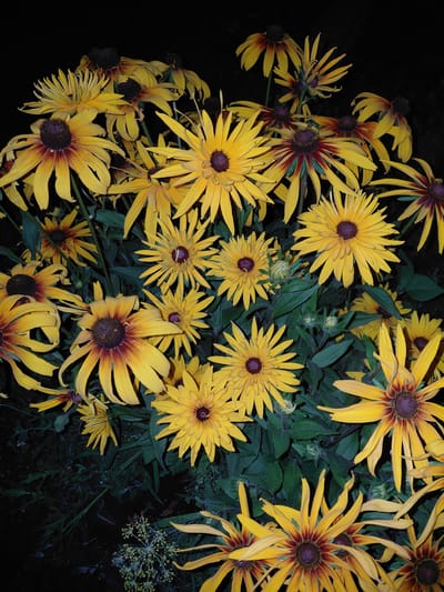 This is a close-up, low-light photograph of a cluster of black-eyed Susan flowers. The flowers are predominantly yellow with dark brown or maroon centers. Some petals are a solid yellow, while others show a gradient of yellow to reddish-brown. The flowers vary in their state of bloom, with some fully open and others appearing more wilted or with slightly curled petals. Several green leaves and buds are visible amongst the flowers, providing a contrast to the vibrant yellow. The background is dark, suggesting either a night-time setting or a shaded area. There is no visible text. The overall impression is one of natural beauty, with the dark background emphasizing the colors and forms of the flowers. The lighting suggests that the photograph may have been taken at dusk or dawn, or with artificial lighting that created a dramatic effect.